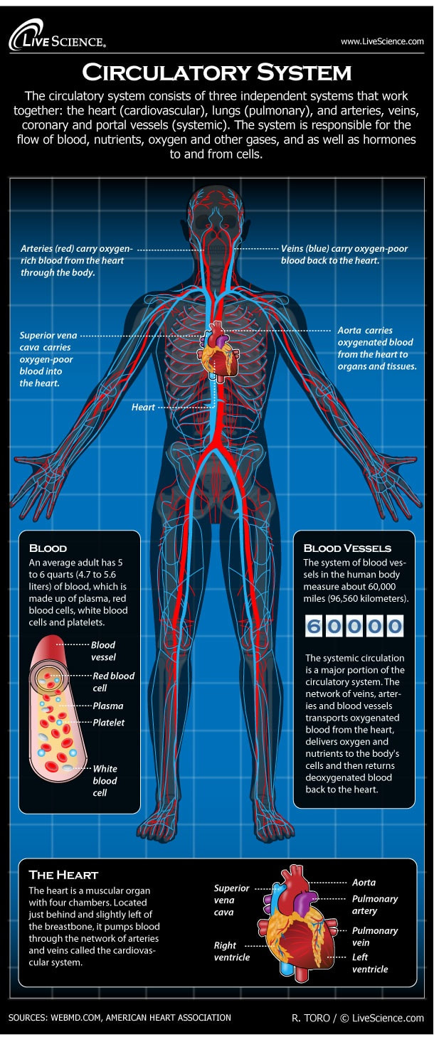 Circulatory System
Livescience.com