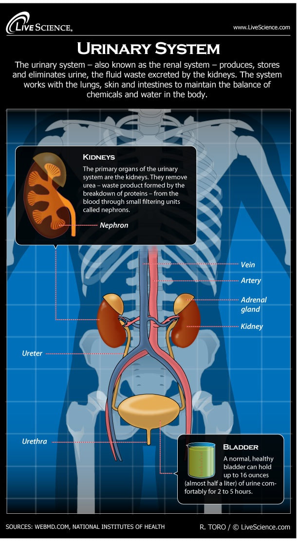 Urinary System
Livescience.com