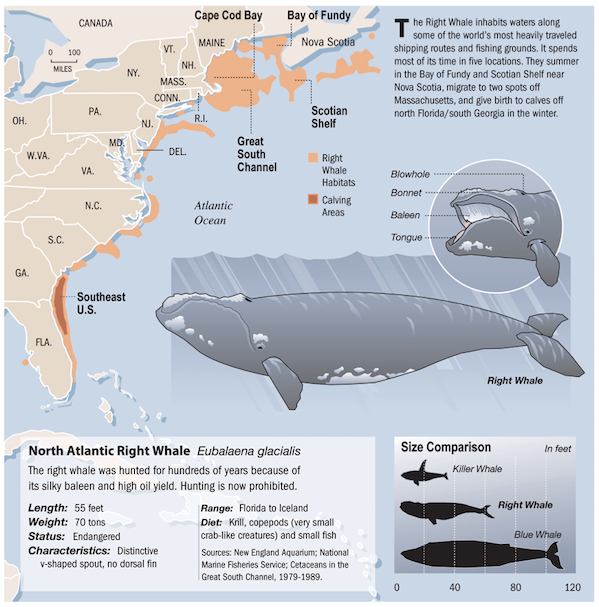 Right Whales
Associated Press